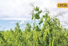 Agriculture: रबी सीजन में किसान ऐसे कम जमीन में उगाएं मटर, मुख्य फसल के साथ होगी अतिरिक्त कमाई