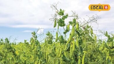 Agriculture: रबी सीजन में किसान ऐसे कम जमीन में उगाएं मटर, मुख्य फसल के साथ होगी अतिरिक्त कमाई