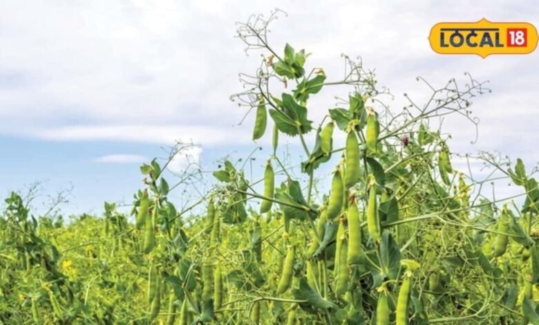 Agriculture: रबी सीजन में किसान ऐसे कम जमीन में उगाएं मटर, मुख्य फसल के साथ होगी अतिरिक्त कमाई