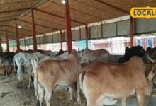 Animal Care Tips | Animal Husbandry News Rajasthan | Lumpy Skin Disease symptoms