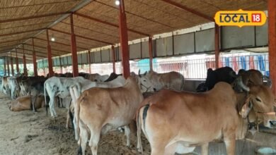Animal Care Tips | Animal Husbandry News Rajasthan | Lumpy Skin Disease symptoms