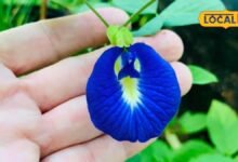 Aparajita Flower: दिखने में खूबसूरत, चाय बनते ही नीला और नींबू डालते ही बैंगनी, जानिए अपराजिता फूल के फायदे