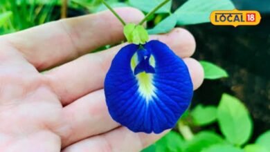 Aparajita Flower: दिखने में खूबसूरत, चाय बनते ही नीला और नींबू डालते ही बैंगनी, जानिए अपराजिता फूल के फायदे