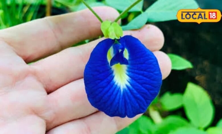Aparajita Flower: दिखने में खूबसूरत, चाय बनते ही नीला और नींबू डालते ही बैंगनी, जानिए अपराजिता फूल के फायदे