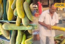 Balam Kakdi: बाहर से लौकी अंदर हरा-केसरिया रंग, जालोर मंडी में आई ये अनोखी ककड़ी, कीमत 150 रूपए किलो