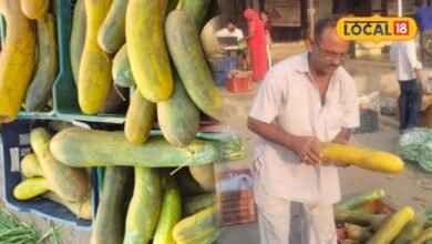Balam Kakdi: बाहर से लौकी अंदर हरा-केसरिया रंग, जालोर मंडी में आई ये अनोखी ककड़ी, कीमत 150 रूपए किलो