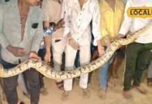 Bhilwara Python Rescue | भीलवाड़ा में मिला 12 फीट लंबा अजगर, 2 घंटे में रेस्क्यू