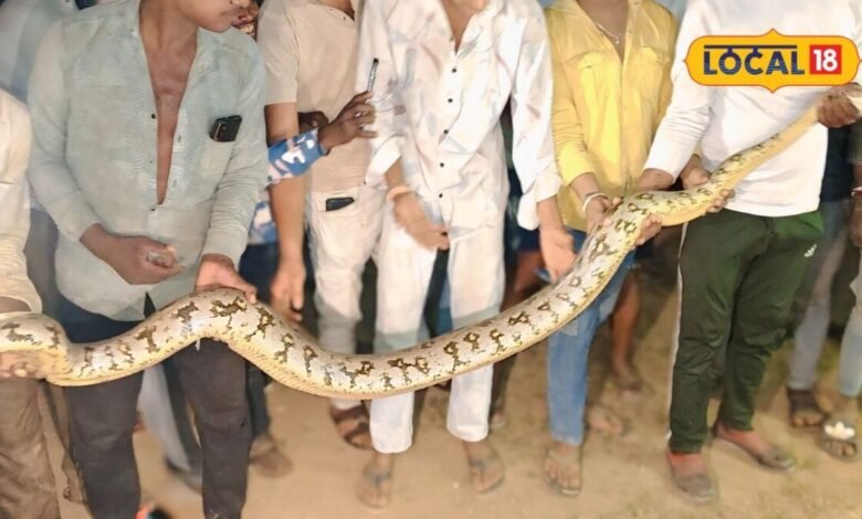 Bhilwara Python Rescue | भीलवाड़ा में मिला 12 फीट लंबा अजगर, 2 घंटे में रेस्क्यू