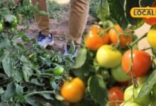 Bhinmal Tomato Farming I हरे पौधों के बीच लाल टमाटरों की बहार, भीनमाल की खेती ने बनाई खास पहचान