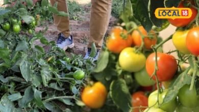 Bhinmal Tomato Farming I हरे पौधों के बीच लाल टमाटरों की बहार, भीनमाल की खेती ने बनाई खास पहचान