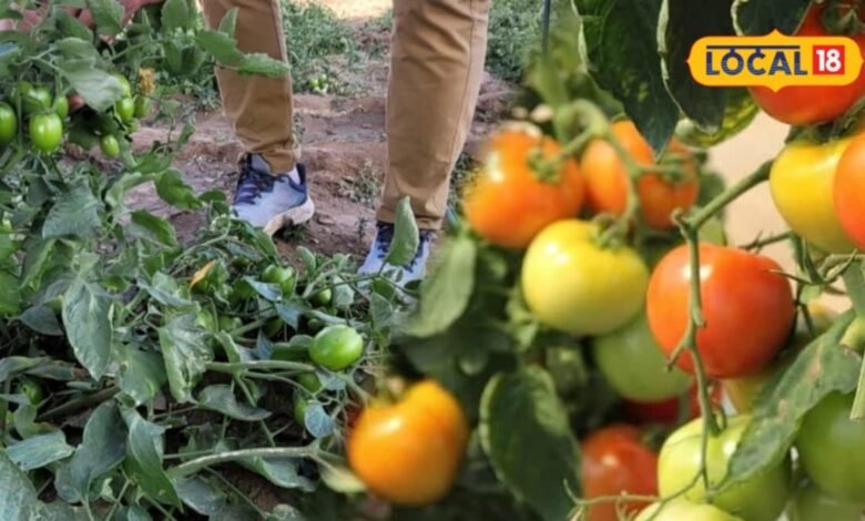 Bhinmal Tomato Farming I हरे पौधों के बीच लाल टमाटरों की बहार, भीनमाल की खेती ने बनाई खास पहचान