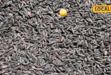 Black Rice Health Benefits: रंग ही नहीं, फायदे भी हैं बेमिसाल, आखिर सफेद चावल छोड़ क्यों काले चावल को पसंद कर रहे हैं लोग?