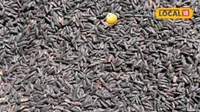 Black Rice Health Benefits: रंग ही नहीं, फायदे भी हैं बेमिसाल, आखिर सफेद चावल छोड़ क्यों काले चावल को पसंद कर रहे हैं लोग?