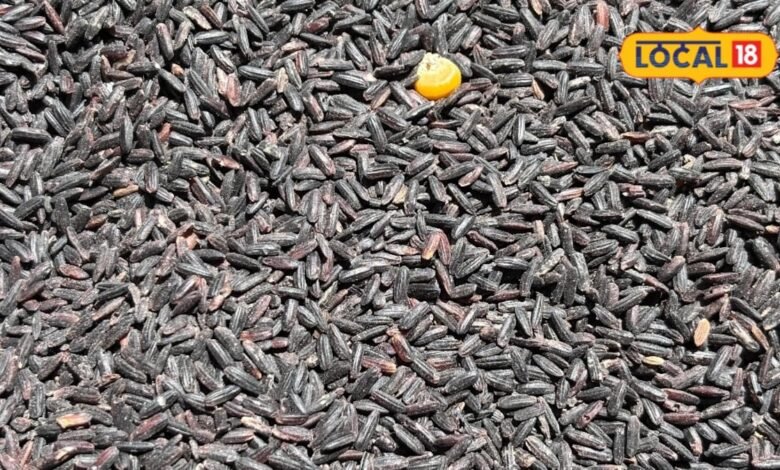 Black Rice Health Benefits: रंग ही नहीं, फायदे भी हैं बेमिसाल, आखिर सफेद चावल छोड़ क्यों काले चावल को पसंद कर रहे हैं लोग?