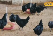 Business Idea | kadaknath poultry farming | 30 का अंडा, मीट ₹1000 किलो, 60 हजार से शुरू करें कड़कनाथ मुर्गी पालन