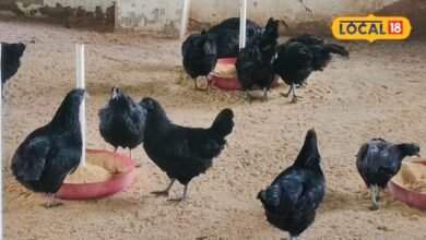 Business Idea | kadaknath poultry farming | 30 का अंडा, मीट ₹1000 किलो, 60 हजार से शुरू करें कड़कनाथ मुर्गी पालन