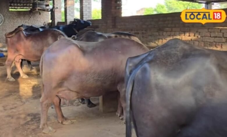 Business Idea under budget | how to start Dairy | Dairy Business Ideas | Animal Husbandry
