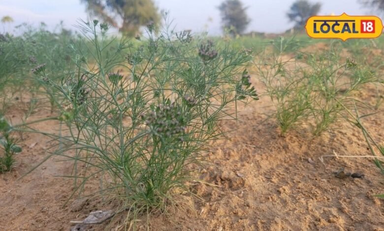 Crop Protection Tips : नमी और कीड़ों से बचाएं जीरा, लंबे समय तक भंडारण के ये हैं आसान तरीके