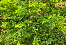 Duranta Benefits : धूल रोकती हैं पत्तियां, सालभर हरा-भरा...दुरांटा का पौधा इन रोगों भी रामबाण, क्या इसका फल खा सकते हैं?