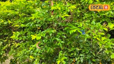 Duranta Benefits : धूल रोकती हैं पत्तियां, सालभर हरा-भरा...दुरांटा का पौधा इन रोगों भी रामबाण, क्या इसका फल खा सकते हैं?