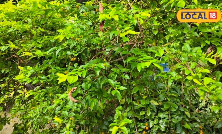 Duranta Benefits : धूल रोकती हैं पत्तियां, सालभर हरा-भरा...दुरांटा का पौधा इन रोगों भी रामबाण, क्या इसका फल खा सकते हैं?