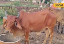 Ephemeral Fever in Cattle: बारिश में बढ़ा पशुओं में तीन दिवसीय बुखार का खतरा, जानें लक्षण और बचाव