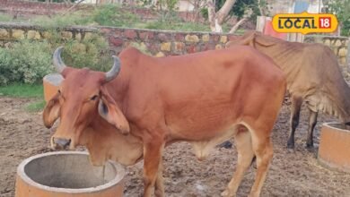 Ephemeral Fever in Cattle: बारिश में बढ़ा पशुओं में तीन दिवसीय बुखार का खतरा, जानें लक्षण और बचाव