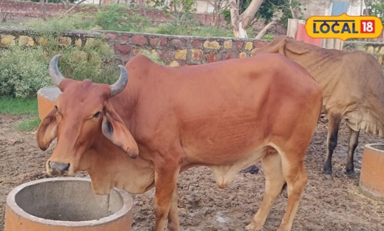 Ephemeral Fever in Cattle: बारिश में बढ़ा पशुओं में तीन दिवसीय बुखार का खतरा, जानें लक्षण और बचाव