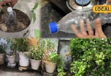 Gardening Tips: किचन गार्डन छोड़कर जा रहे हैं बाहर? पौधों को सूखने से बचा सकती है पुरानी बोतल, जानें तरीका
