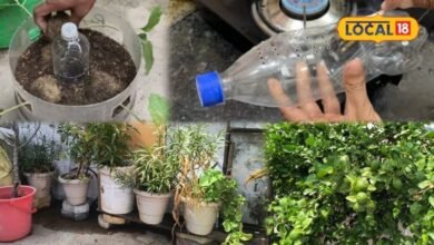 Gardening Tips: किचन गार्डन छोड़कर जा रहे हैं बाहर? पौधों को सूखने से बचा सकती है पुरानी बोतल, जानें तरीका