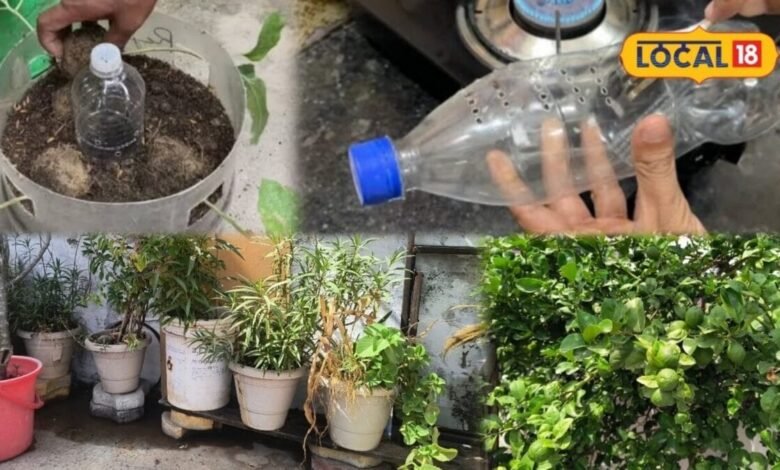 Gardening Tips: किचन गार्डन छोड़कर जा रहे हैं बाहर? पौधों को सूखने से बचा सकती है पुरानी बोतल, जानें तरीका