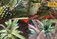 Gardening Tips: किचन गार्डन में उगाएं अनानास, न बीज की जरूरत न ज्यादा खर्च, क्राउन से ऐसे तैयार करें पौधा