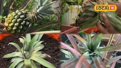 Gardening Tips: किचन गार्डन में उगाएं अनानास, न बीज की जरूरत न ज्यादा खर्च, क्राउन से ऐसे तैयार करें पौधा