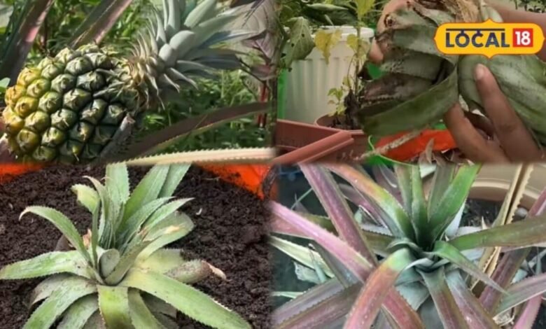 Gardening Tips: किचन गार्डन में उगाएं अनानास, न बीज की जरूरत न ज्यादा खर्च, क्राउन से ऐसे तैयार करें पौधा