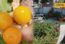 Gardening Tips: खेत की जरूरत नहीं, छत के गमले में उगाएं रसभरी, फल भी मिलेंगे और महकेगा पूरा घर