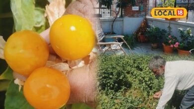 Gardening Tips: खेत की जरूरत नहीं, छत के गमले में उगाएं रसभरी, फल भी मिलेंगे और महकेगा पूरा घर