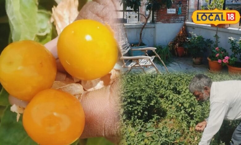 Gardening Tips: खेत की जरूरत नहीं, छत के गमले में उगाएं रसभरी, फल भी मिलेंगे और महकेगा पूरा घर