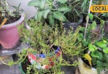Gardening Tips: महंगे फर्टिलाइजर भूल जाइए, घर पर नीम-लहसुन और गुड़ से बनाएं देसी फर्टिलाइजर, पौधे रहेंगे हरे-भरे