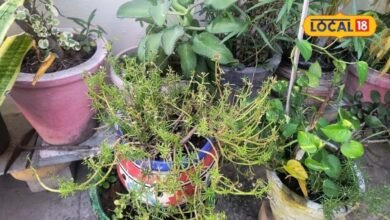 Gardening Tips: महंगे फर्टिलाइजर भूल जाइए, घर पर नीम-लहसुन और गुड़ से बनाएं देसी फर्टिलाइजर, पौधे रहेंगे हरे-भरे