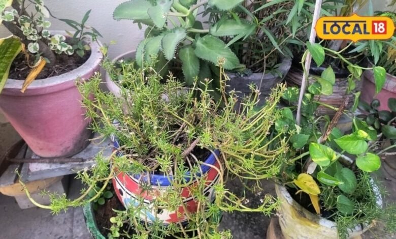 Gardening Tips: महंगे फर्टिलाइजर भूल जाइए, घर पर नीम-लहसुन और गुड़ से बनाएं देसी फर्टिलाइजर, पौधे रहेंगे हरे-भरे