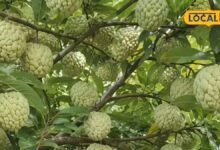 Gardening Tips: सीताफल का पौधा लगाते समय इन 5 बातों का रखें ध्यान, वरना फूल आएंगे लेकिन फल नहीं लगेंगे