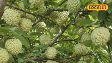 Gardening Tips: सीताफल का पौधा लगाते समय इन 5 बातों का रखें ध्यान, वरना फूल आएंगे लेकिन फल नहीं लगेंगे