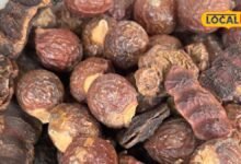 Hair Care Tips : शिकाकाई से बालों को क्यों धोती हैं पहाड़ी औरतें? फायदे जान भूल जाओगे शैंपू, ये रहा तरीका