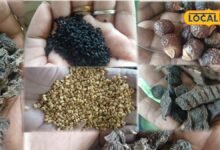 Hair Care : कंघी करते ही दिखने लगा स्कैल्प? आजमाएं ये 5 देसी पाउडर, पड़ोसी पूछेंगे घने बालों का सीक्रेट