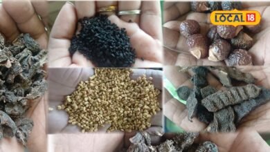 Hair Care : कंघी करते ही दिखने लगा स्कैल्प? आजमाएं ये 5 देसी पाउडर, पड़ोसी पूछेंगे घने बालों का सीक्रेट