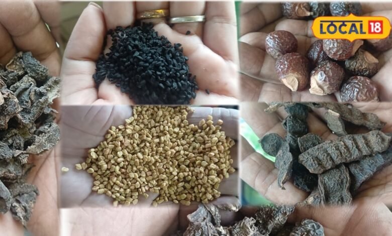 Hair Care : कंघी करते ही दिखने लगा स्कैल्प? आजमाएं ये 5 देसी पाउडर, पड़ोसी पूछेंगे घने बालों का सीक्रेट