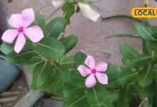 Health Tips : आंगन का फूल सेहत पर पड़ जाएगा भारी, आप भी तो नहीं कर रहे सदाबहार के साथ ये गलती?