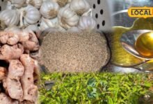 Health Tips: गले में खराश हो या दांत दर्द, 90 साल की दादी ने बताए रसोई में छिपे 5 पुराने घरेलू नुस्खे, दिलाते हैं तुरंत राहत