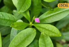Health Tips: गुलाबी फूलों वाली इस पालक के फायदे कर देंगे हैरान, फूल, पत्ती से लेकर जड़ तक सब है खास