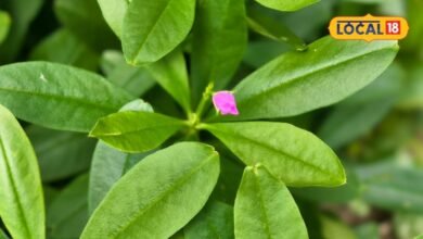 Health Tips: गुलाबी फूलों वाली इस पालक के फायदे कर देंगे हैरान, फूल, पत्ती से लेकर जड़ तक सब है खास